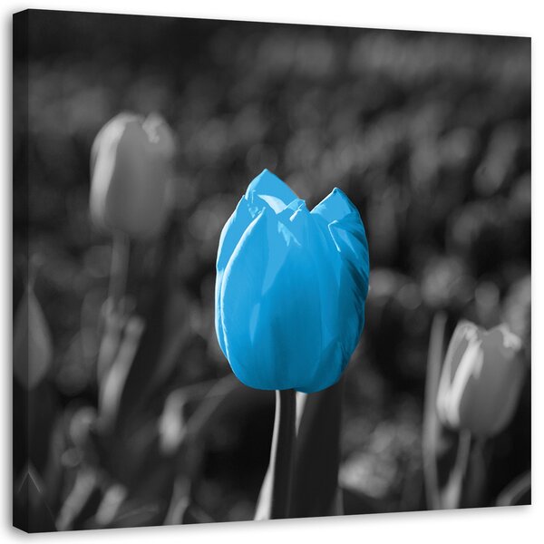 Obraz na plátně Modré tulipány v šedé barvě Rozměry: 30 x 30 cm