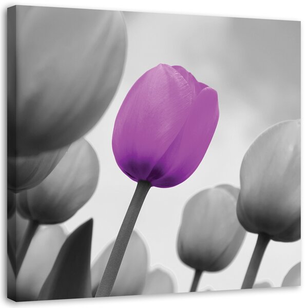 Obraz na plátně Fialový tulipán v šedé barvě Rozměry: 30 x 30 cm