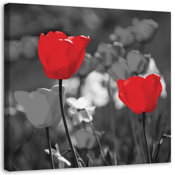 Obraz na plátně Červené tulipány v šedé barvě Rozměry: 30 x 30 cm