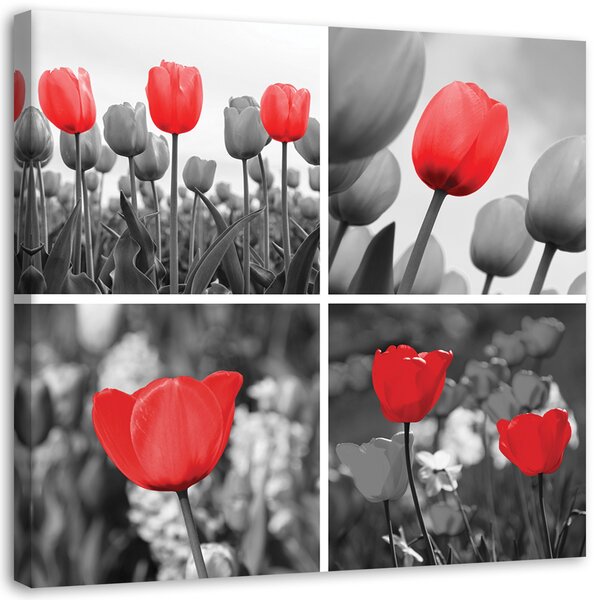 Obraz na plátně Sada červených tulipánů v šedé barvě Rozměry: 30 x 30 cm