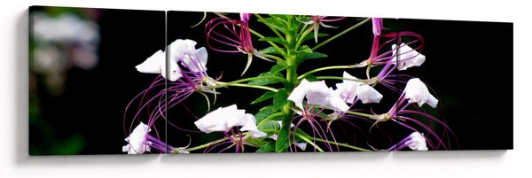 Obraz květiny (170x50 cm)