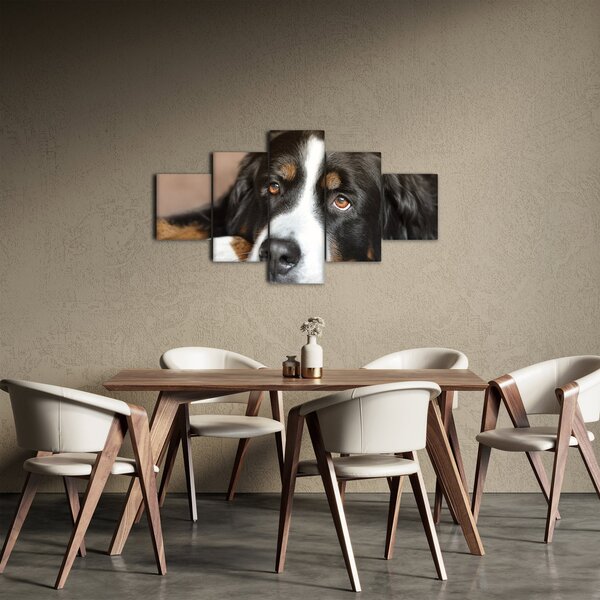 Obraz psa (125x70 cm)