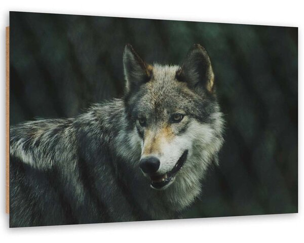 Obraz Šedý vlk Velikost: 60 x 40 cm, Provedení: Panelový obraz