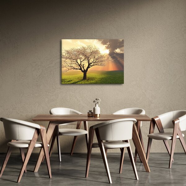 Obraz stromu na louce (70x50 cm)