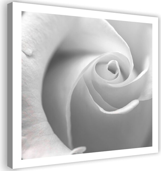 Obraz na plátně Bílá růže v detailním záběru Rozměry: 30 x 30 cm