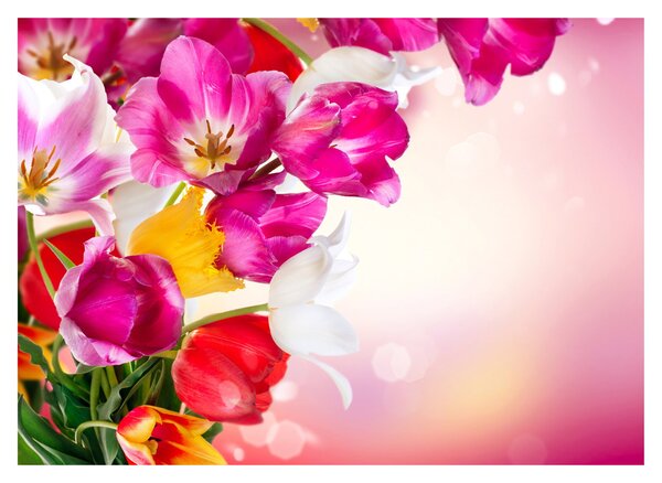 Obraz tulipánů (70x50 cm)