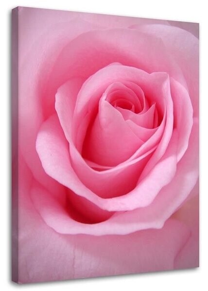 Obraz na plátně Růžové okvětní lístky růží Rozměry: 40 x 60 cm