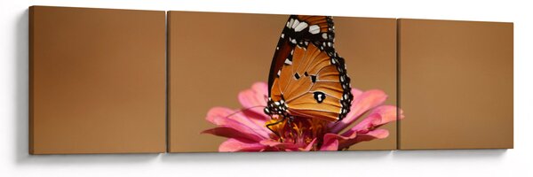 Obraz motýla na květině (170x50 cm)