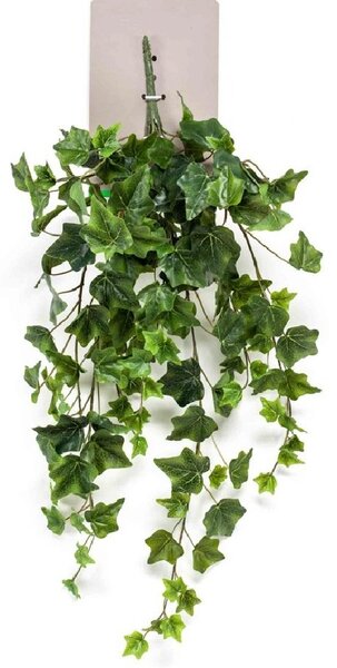 Popínavý břečťan, délka 70 cm - Zelená - 51 - 70 cm