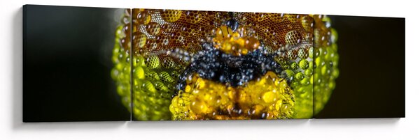 Detailní obraz očí hmyzu (170x50 cm)