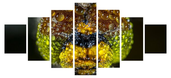 Detailní obraz očí hmyzu (210x100 cm)