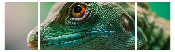 Detailní obraz ještěra (170x50 cm)