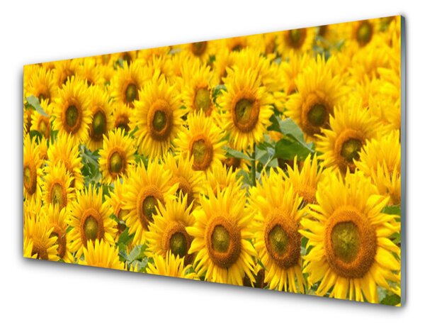 Kuchyňský skleněný panel Slunecznice Rostlina 140x70 cm
