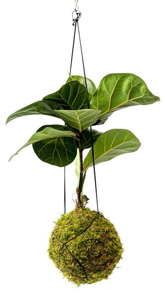 Gardners Kokedama Ficus Lyrata (L) Fíkovník lyrovitý