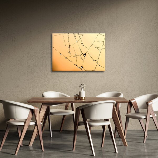 Obraz orosené pavučiny (70x50 cm)