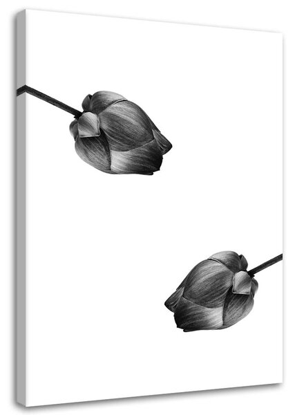 Obraz na plátně Dvě šedé květiny Rozměry: 40 x 60 cm