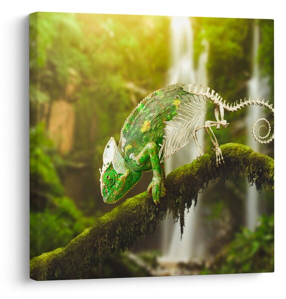 Obraz chameleona (30x30 cm)