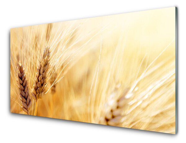 Obraz na skle Pšenice Rostlina Příroda 100x50 cm