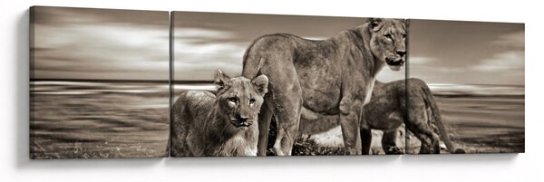 Obraz černobílých lvů (170x50 cm)