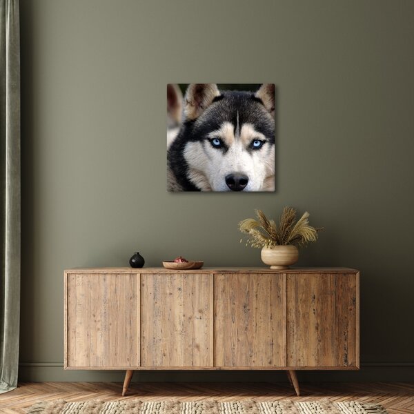 Obraz psa husky (30x30 cm)