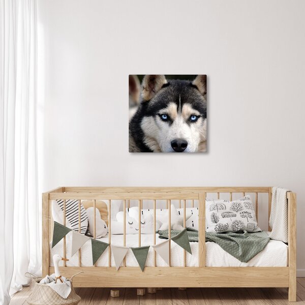 Obraz psa husky (30x30 cm)