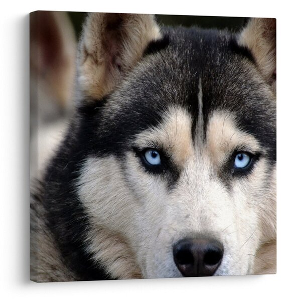 Obraz psa husky (30x30 cm)