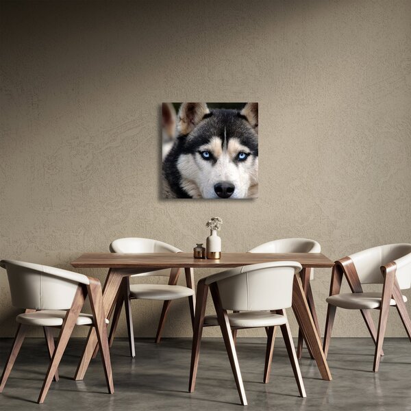 Obraz psa husky (30x30 cm)