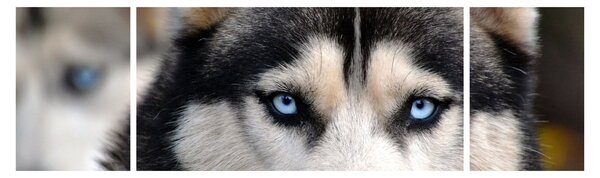 Obraz psa husky (170x50 cm)