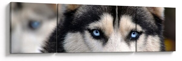 Obraz psa husky (170x50 cm)