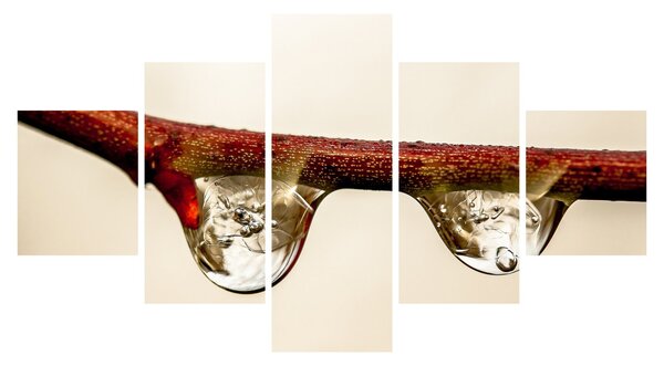 Obraz kapek na větvi (125x70 cm)