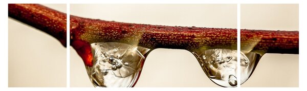 Obraz kapek na větvi (170x50 cm)