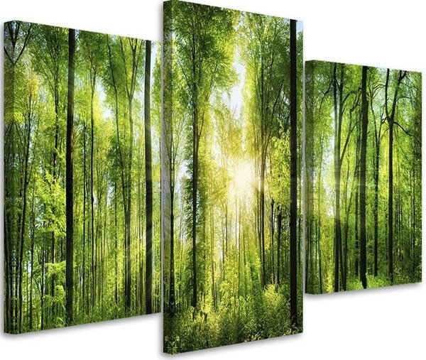 Obraz na plátně Sluneční paprsky v zeleném lese - 3 dílný Rozměry: 60 x 40 cm