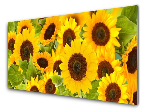 Kuchyňský skleněný panel Slunečnice 125x50 cm