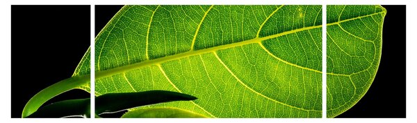 Obraz - zelený list (170x50 cm)