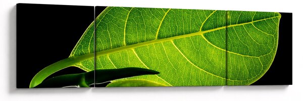 Obraz - zelený list (170x50 cm)