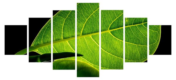 Obraz - zelený list (210x100 cm)