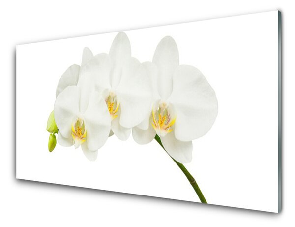 Plexisklo-obraz Orchidej Výhonky Květiny Příroda 120x60 cm