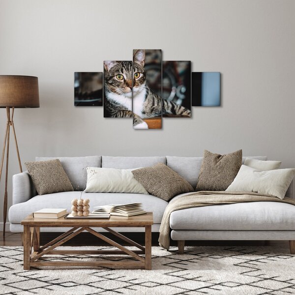 Obraz kočky (125x70 cm)