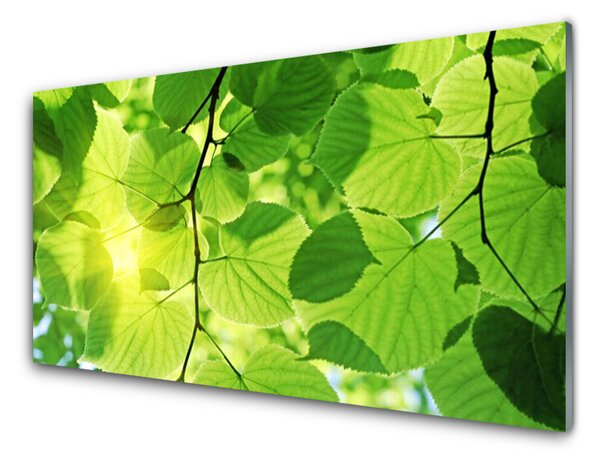 Skleněné obklady do kuchyně Listy Příroda Rostlina 125x50 cm
