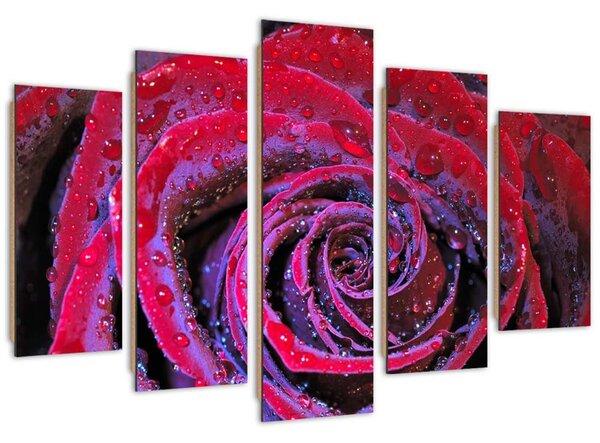 Gario 5 dílný obraz Dewdrop rose Velikost: 100 x 70 cm, Provedení: Panelový obraz