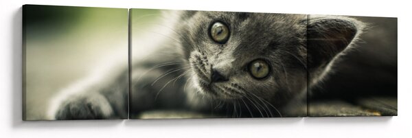 Obraz kotěte (170x50 cm)