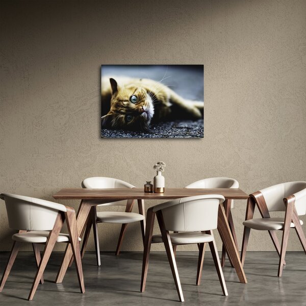 Obraz kočky (70x50 cm)