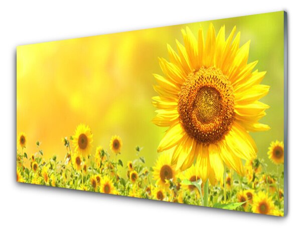 Skleněné obklady do kuchyně Slunečnice Květ Rostlina 140x70 cm