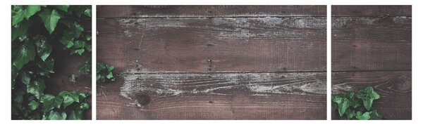 Obraz - Břečťan (170x50 cm)