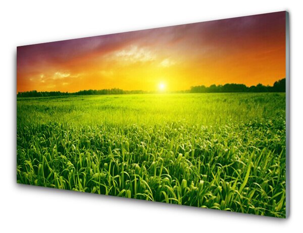 Kuchyňský skleněný panel Obilí Pole Východ Slunce 100x50 cm
