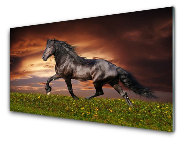 Kuchyňský skleněný panel Černý Kůň Louka Zvířata 140x70 cm