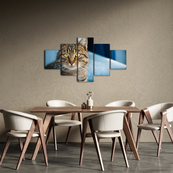 Obraz - Kočka domácí (125x70 cm)