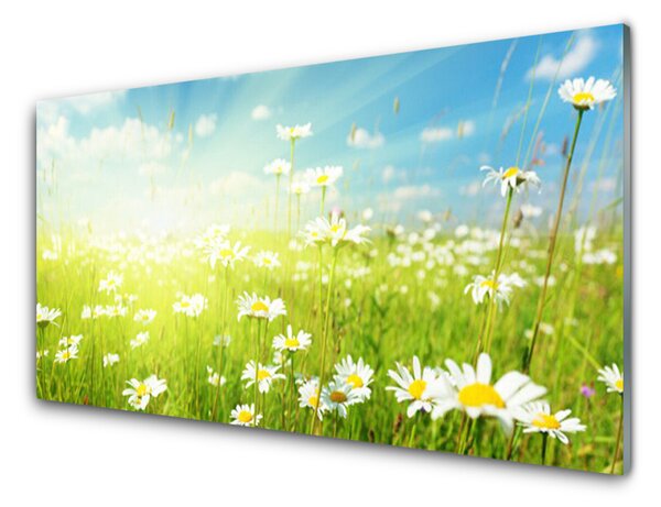 Kuchyňský skleněný panel Louka Sedmikrásky Příroda 120x60 cm