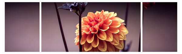 Obraz - Kvítek (170x50 cm)