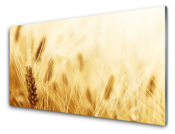 Skleněné obklady do kuchyně Pšenice Rostlina Příroda 100x50 cm